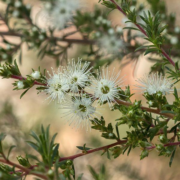 Natural Australian Skincare Ingredients You Need To Try - Freshwater 