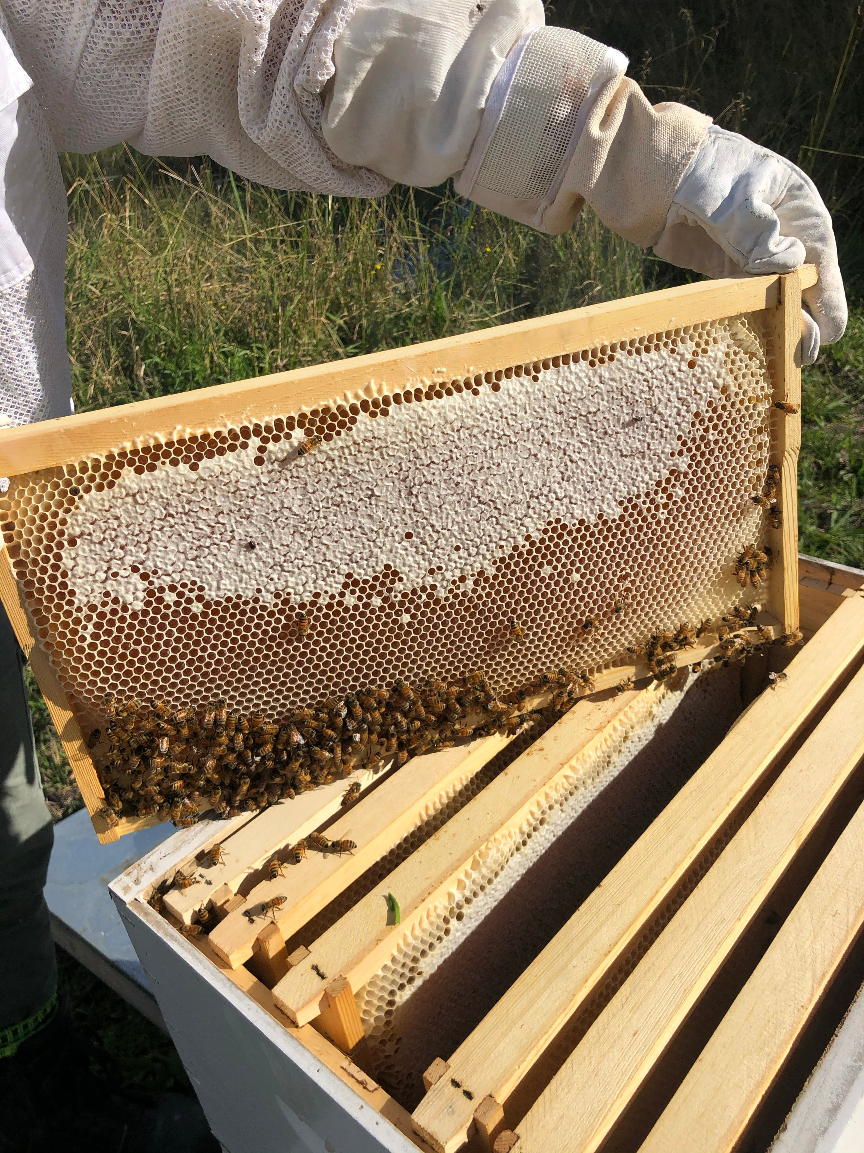 Learn About The Natural Flow Of Honey Production At Freshwater Farm 🍯🐝 - FreshwaterFarm
