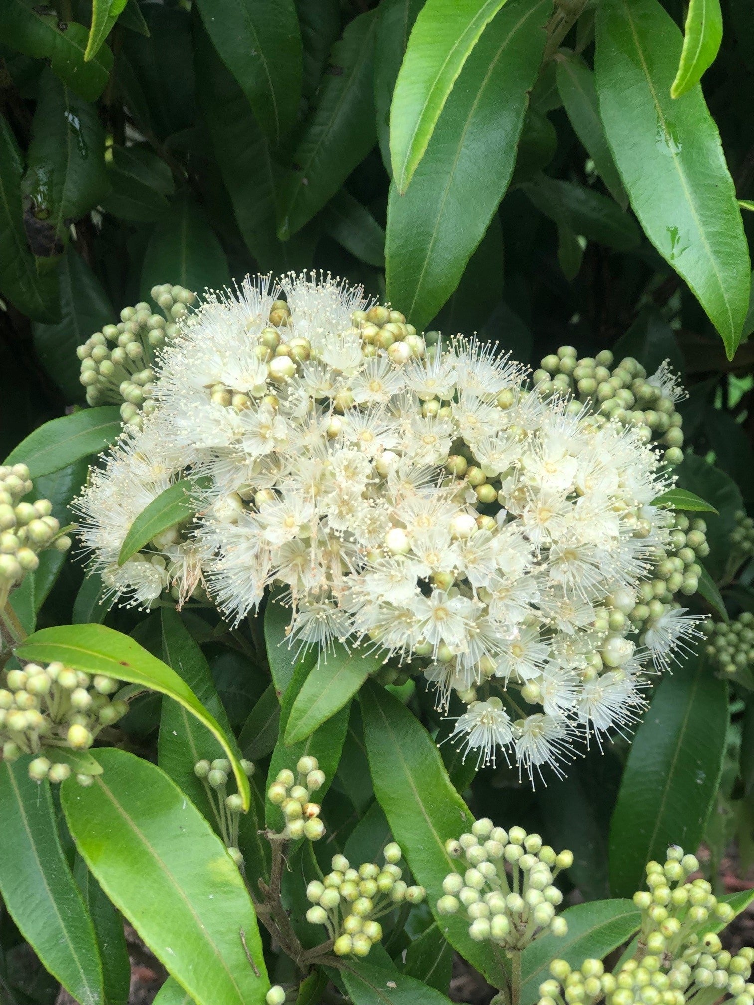 Backhousia Citriodora