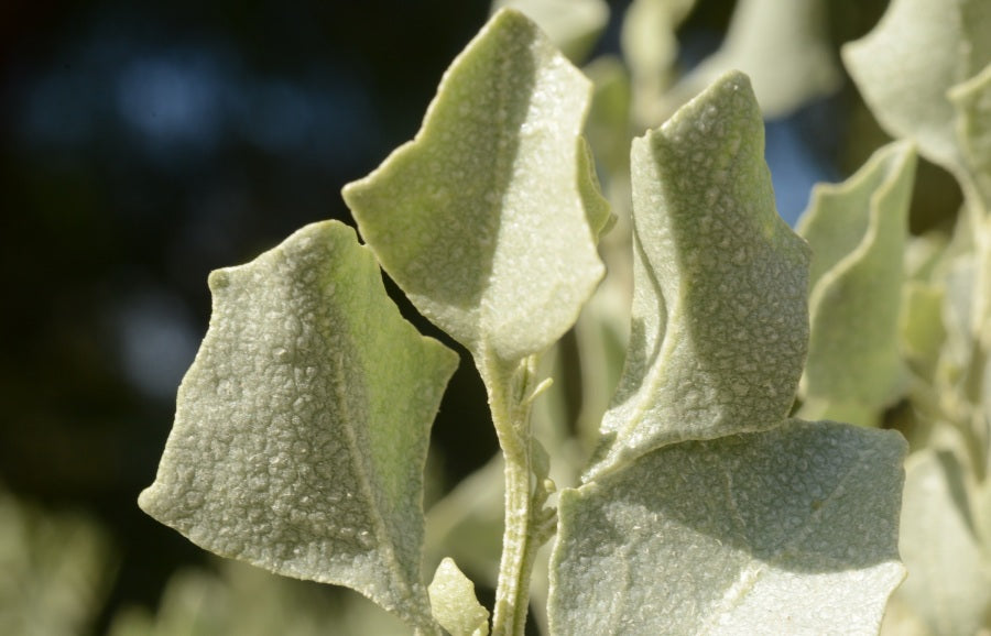 Atriplex nummularia