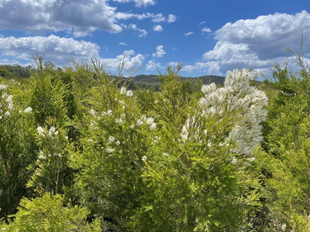 Melaleuca Alternifolia