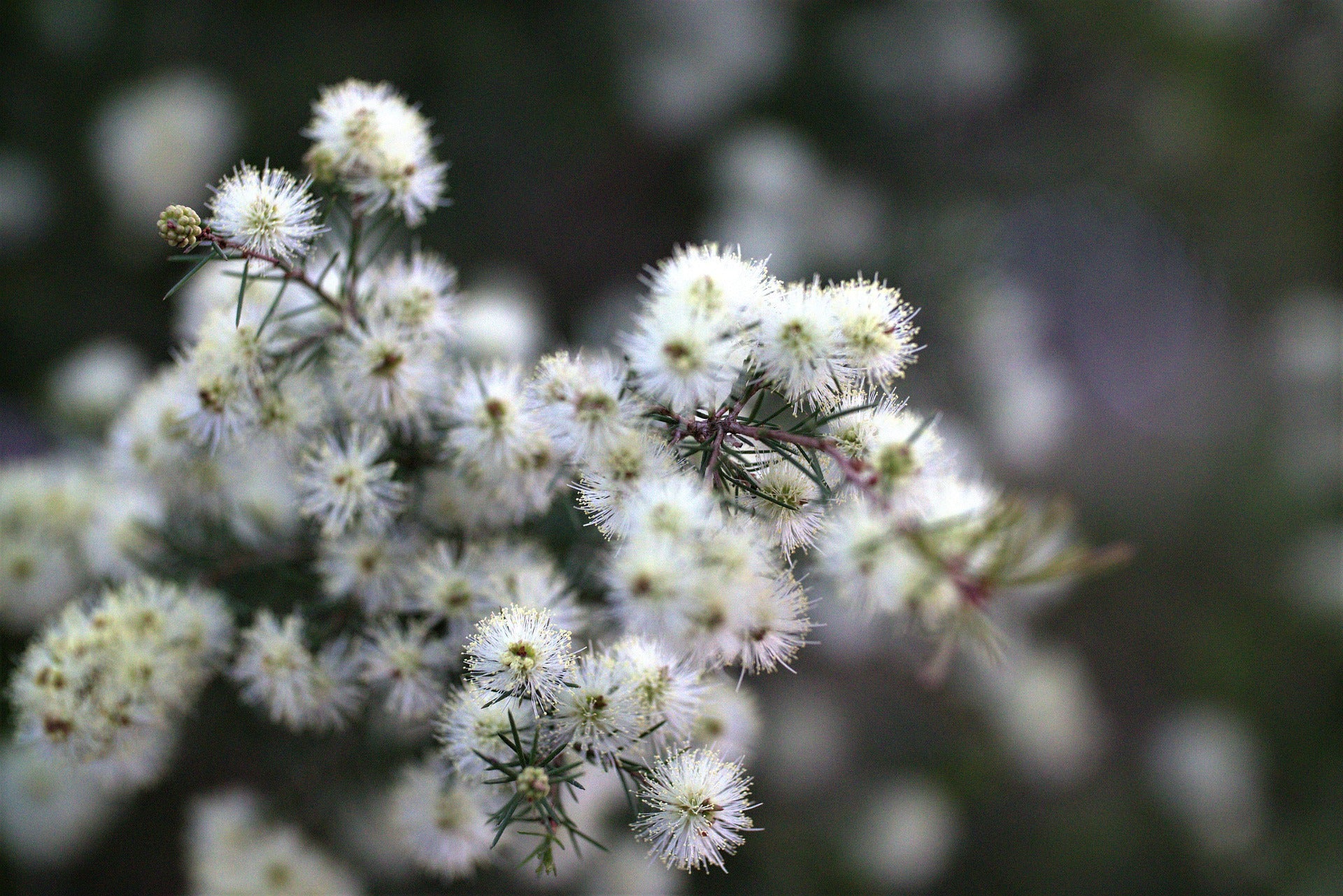 Kunzea Ambigua (Tick Bush)
