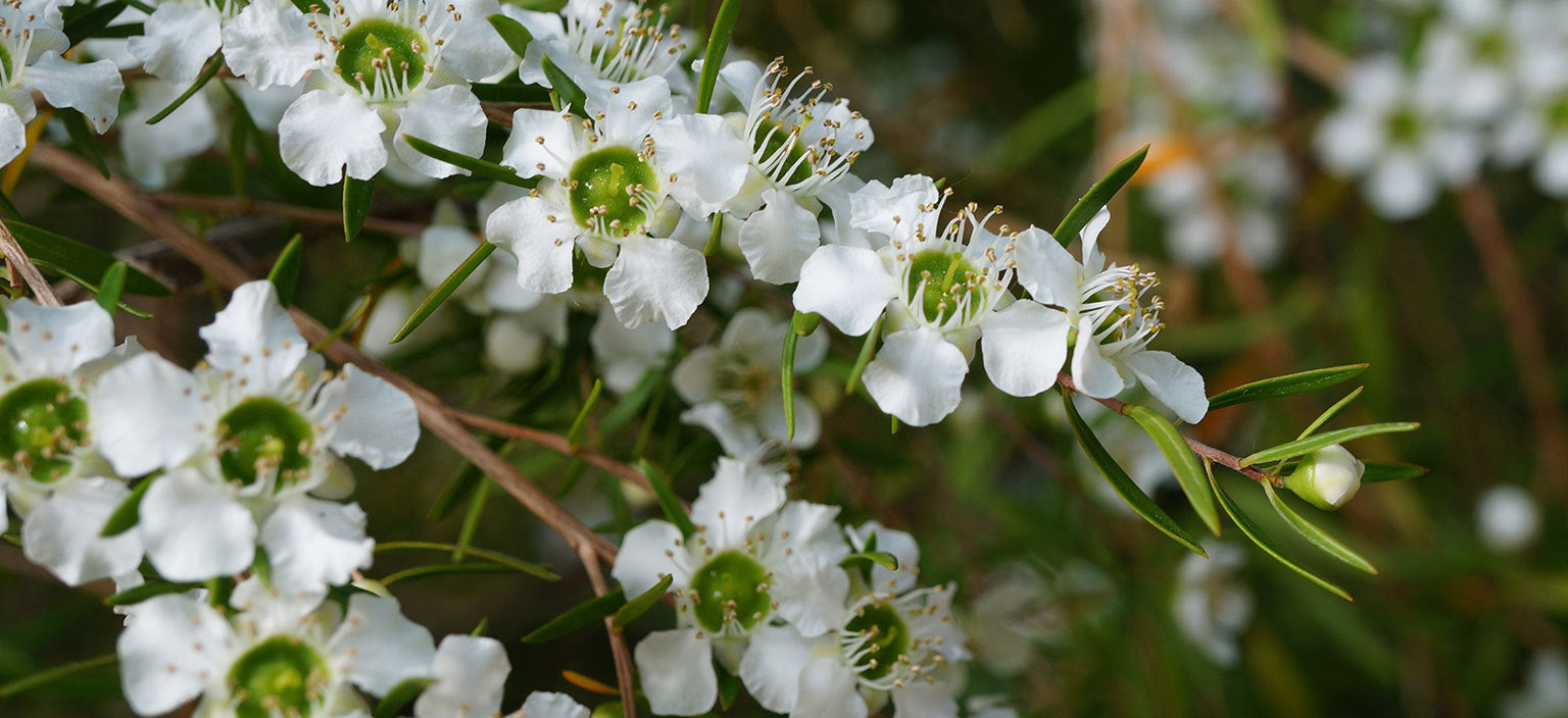 Leptospermum Petersonii