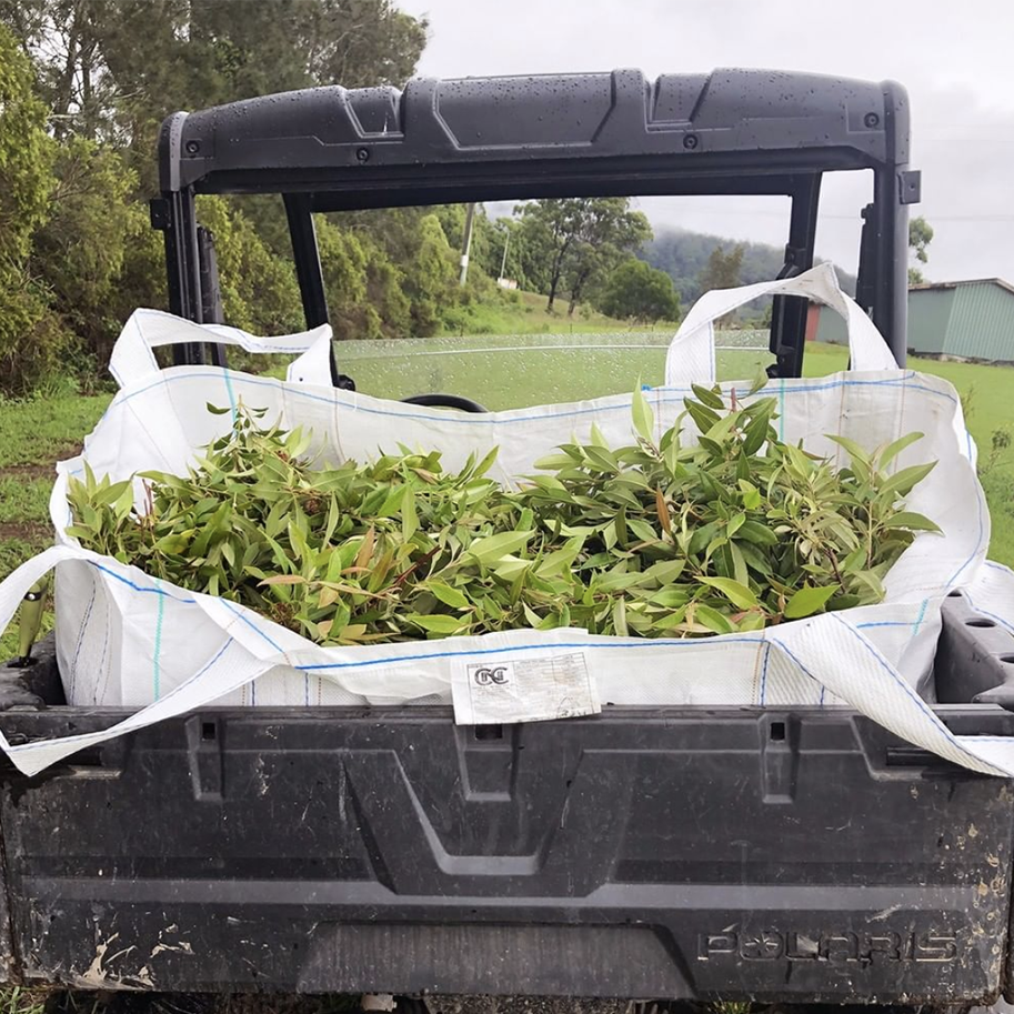 Distilling Our Own Lemon Myrtle Essential Oils - FreshwaterFarm