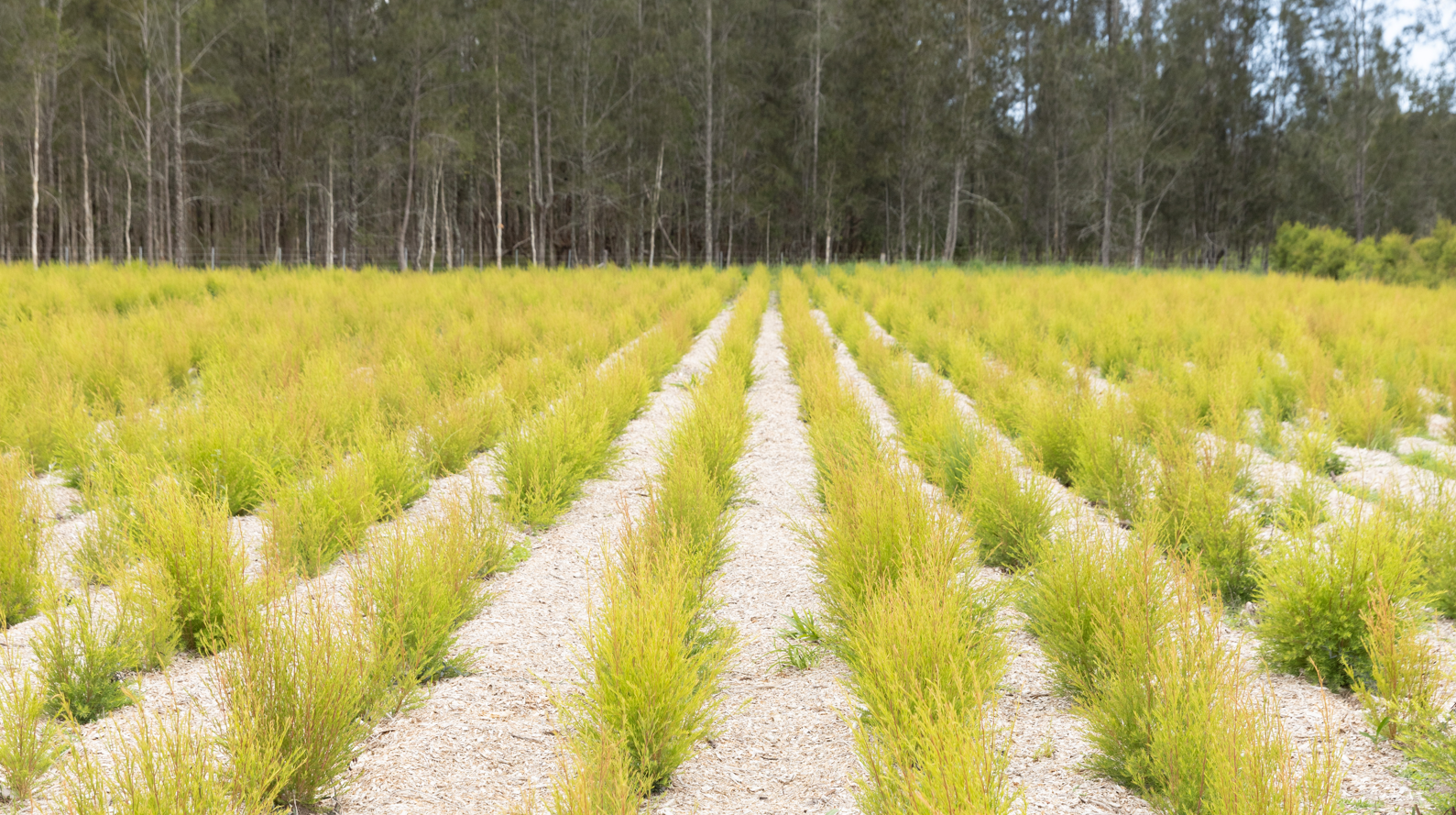 Regenerative Farming