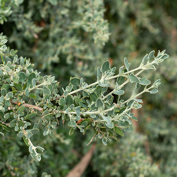Saltbush Natural Australian Skincare Ingredients You Need To Try - Freshwater Farm
